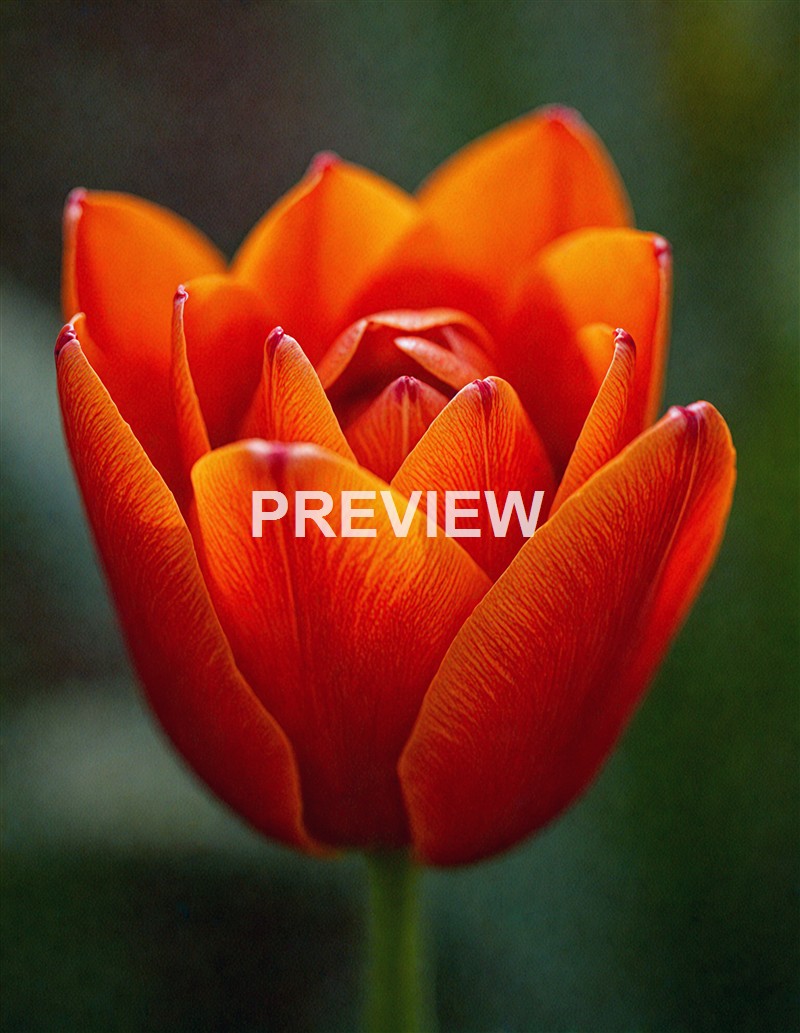A close-up photograph of a vibrant orange tulip flower with detailed petals and a blurred green background.